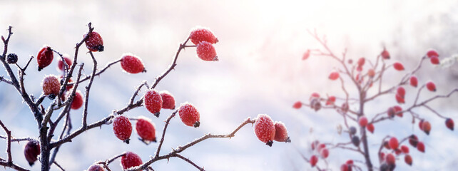 Rosehip berries covered with frost on a bush in winter in sunny weather