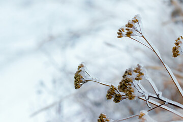 Dry branches of plants covered with ice in bad weather in winter. Icing in winter during thaw and frost