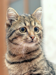 Brown tabby cat with an attentive look in the room close-up