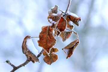 Frost-covered dry leaves on a tree branch on a blurred background