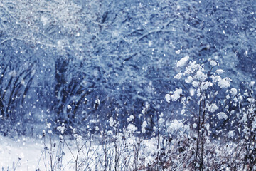 Dry plants covered with fluffy snow in winter forest during snowfall