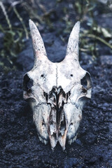 The skull of a goat on a dark ground, the remains of a goat