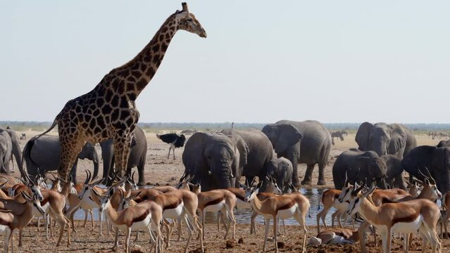 Wild animals congregate around a waterhole in Etosha National Park, Namibia, Africa.
