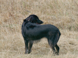 Side-view of Flat-Coated Retriever dog standing in the meadow