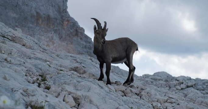 Startled wild animal, male alpine ibex (Capra ibex) in Triglav National park, Julian Alps, Slovenia.