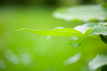 Spring and summer background. Young green leaves of plants in gently green tones.  Space for text
