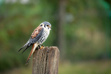 Amerikanischer Turmfalke am Rande der Wiese