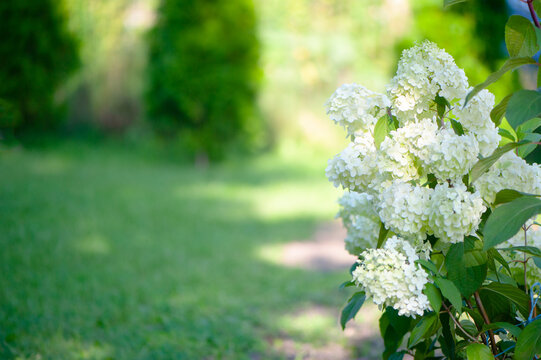 Paniculata hydrangea white, beautiful flower bush. High quality advertising stock photo, space for text