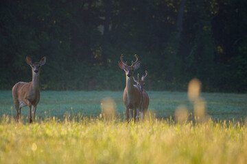 deer in a field 