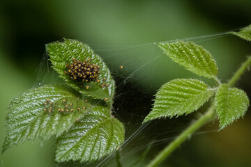 Spider Nest
