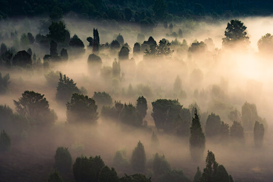 Morgennebel in der L&uuml;neburger Heide