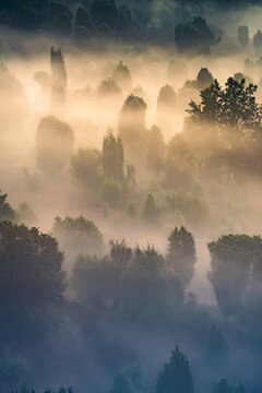 Morgennebel in der L&uuml;neburger Heide