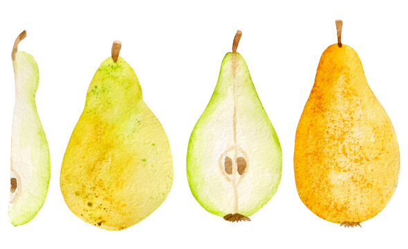 Watercolor food illustration collection, various pear, pear cut, isolated on white background.