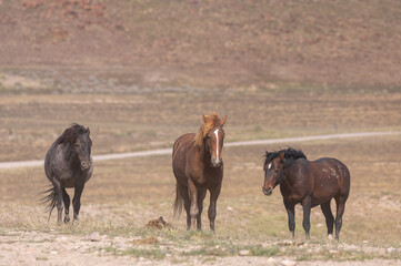 Wild Horses in Spring in the Utah Desert