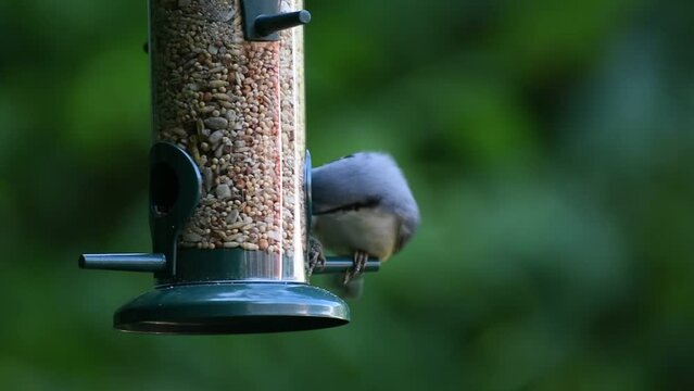 Bird eating seeds from a bird feeder