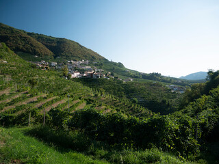 Fototapeta na wymiar cultivated hills landscape with vines in Santo Stefano, small Italian town in Veneto, Italy