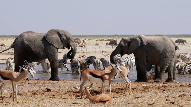 Family of African elephants playing and bathing at a waterhole in Etosha National Park, Namibia, Africa. 