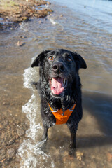 Rescued shiny black labrador dog Panda smiles wearing bright orange safety water vest splashing in shallow waves Lake Mead Boulder Beach