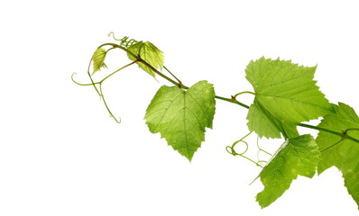 Young vine leaves, grapevine stem isolated on white background