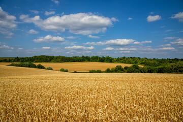 Naklejka premium Wheat field under blue sky. Rich harvest theme. Rural landscape with ripe golden wheat. The global problem of grain in the world.