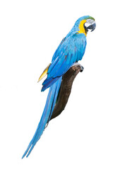 Beautiful Macaw Parrot, Guacamaya, Ara ararauna portrait  in the wild, Yumka Park, Mexico, Tabasco, Villahermosa.