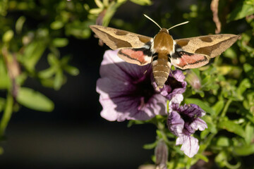 bedstraw hawk moth on a blooming petunia flower