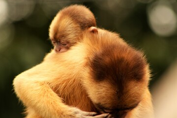 baby and mother monkey