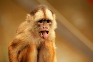 Obraz premium close up of a macaque
