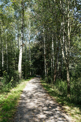 Fototapeta na wymiar Footpath through a light forest with deciduous trees
