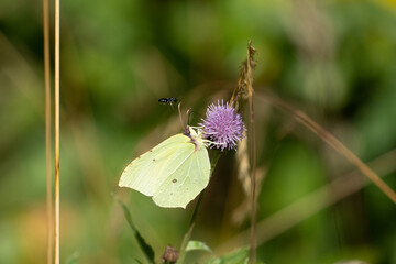 Common brimstone (Gonepteryx rhamni) butterfly on a flower