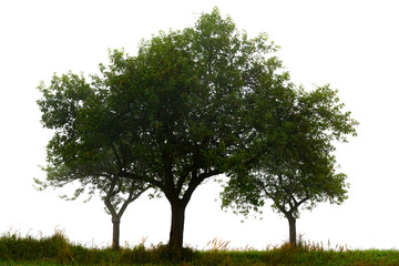 Trees on meadow isolated on white background