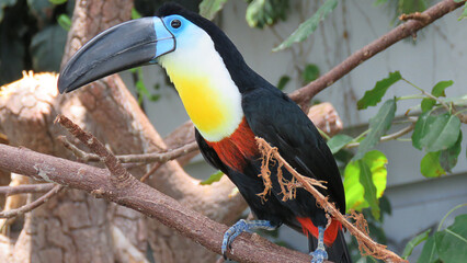Naklejka premium Toucan Bird on the tree