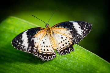 Naklejka premium Schmetterling Leoparden-Netzflügler