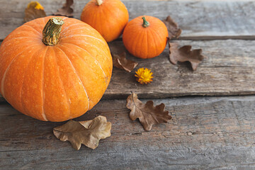 Autumnal Background. Natural autumn fall view pumpkins on wooden background. Inspirational october...