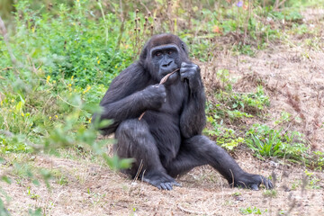 A gorilla chewing on some food