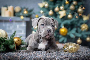 Cute gray puppy lies near Christmas tree decorations on the background of the Christmas tree
