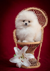 White fluffy puppy sits in a cute basket with a flower. The breed of the dog is the Pomeranian