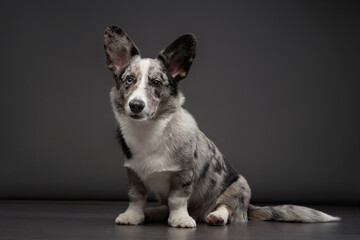 marble welsh corgi cardigan on gray background. Funny Spotted Pet