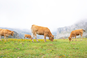 Fototapeta premium Cows grazing in a mountainous landscape