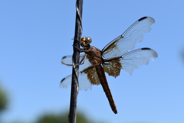 Dragonfly