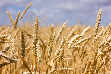 Obraz premium Close up of wheat ears on wind at sunny summer day.