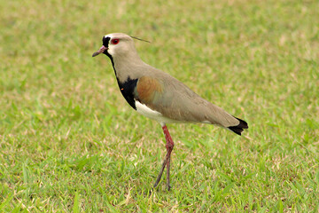 Cute little bird on the lawn