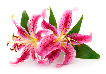 Two pink lilies.