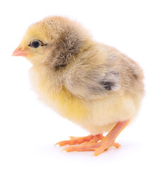 Small yellow chicken