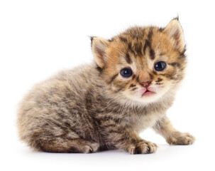 Kitten on white background.