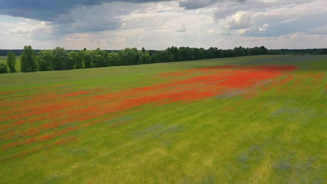 2022 - aerial over Ukraine fields with wildflowers growing suggests Ukranian agriculture and landscape.