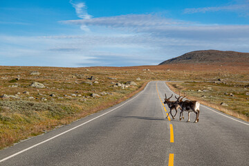 two young reindeer crossing a country road in norway © Thomas Heitz