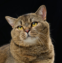 Portrait of an adult Scottish Straight cat