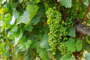 grapes on vine - 525923449