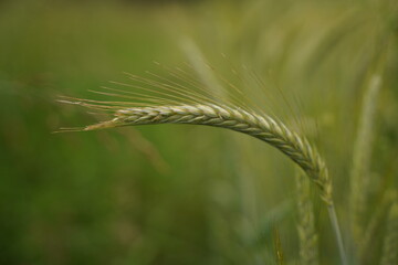 A green wheat spike close-up against a blurry wheat field